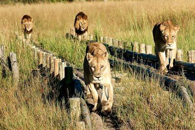 La riserva presenta numerosi ecosistemi in un intricato complesso di corsi d acqua perenni, canali stagionali e aree secche che ne fanno una delle aree più apprezzate dagli appassionati di safari.