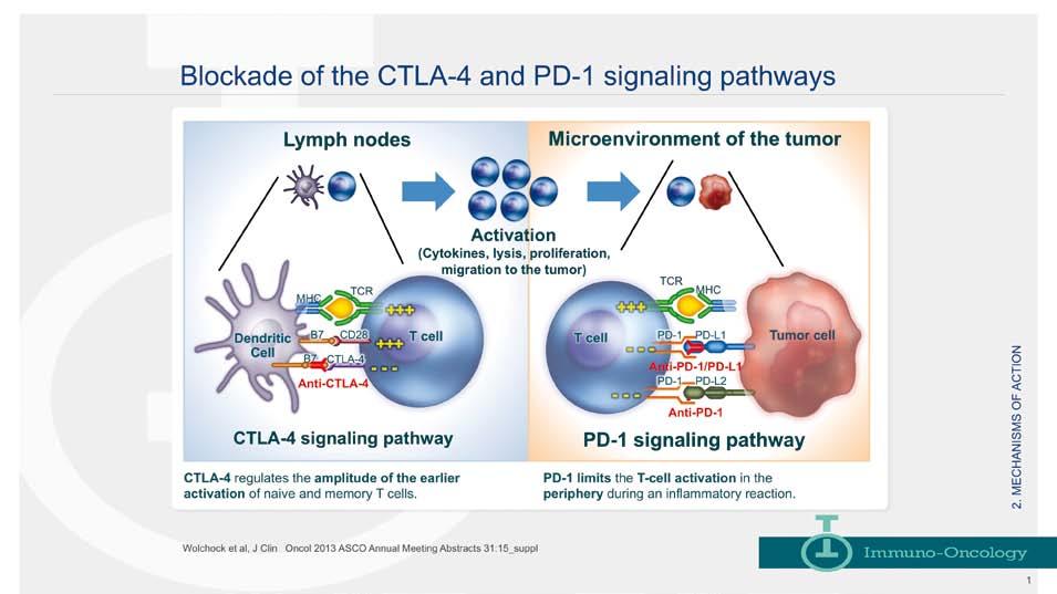 10 Immuno-oncologia, la nuova arma per combattere i tumori Ipilimumab e nivolumab, differenti meccanismi di azione Ipilimumab e nivolumab sono entrambi farmaci immuno-terapici ma agiscono su due