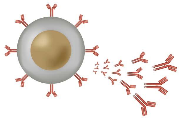 5 Se un batterio, un virus o un antigene tumorale invadono l organismo, il sistema immunitario si attiva per eliminare il corpo estraneo e, una volta esaurito il suo compito, si spegne.