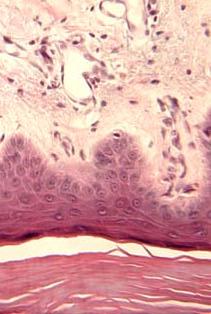 La cellula è l unità biologica funzionale e strutturale di