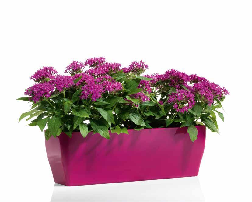 living made of colors BCO AVN ANT GI RS VN OC AZT CASSETTA INDOOR FLOWER BOX INDOOR