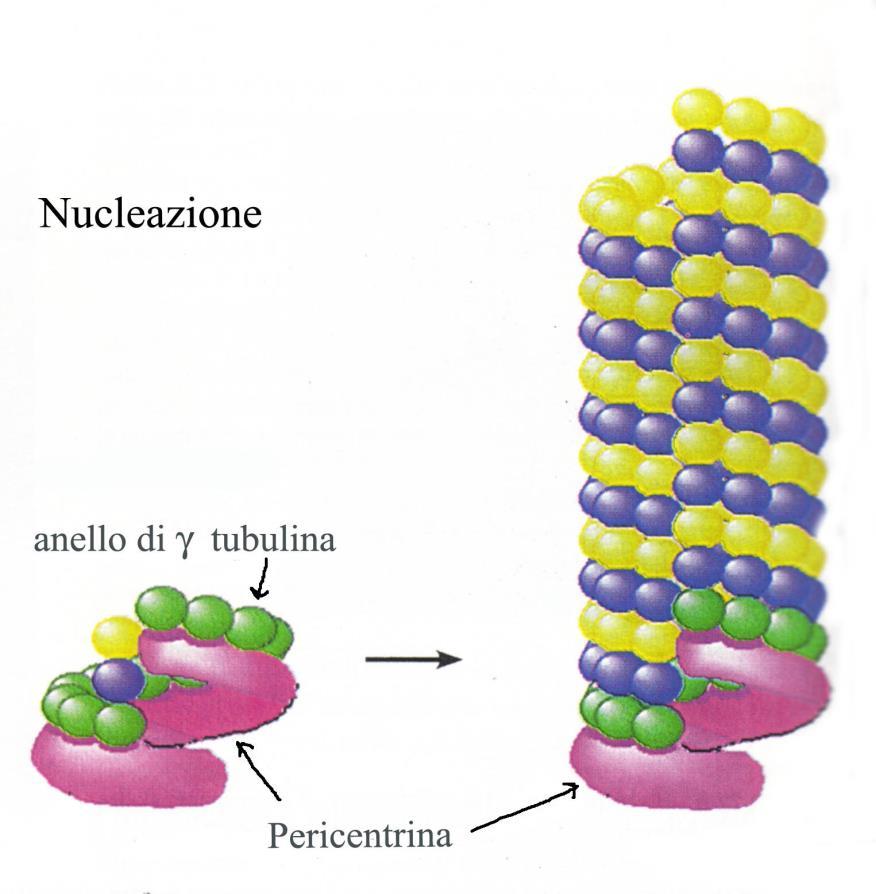 del microtubulo nascente - Serve da stampo nella nucleazione -
