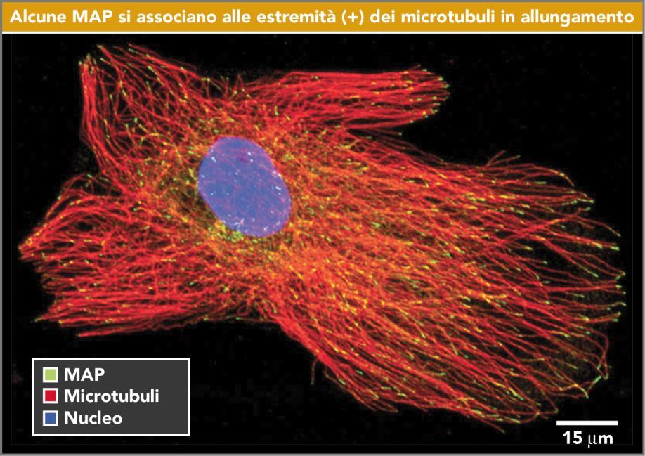 associate ai microtubuli Sono proteine ad alto