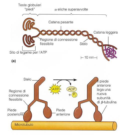 Zona della coda Catene pesanti e leggere Legano gli organelli cellulari o