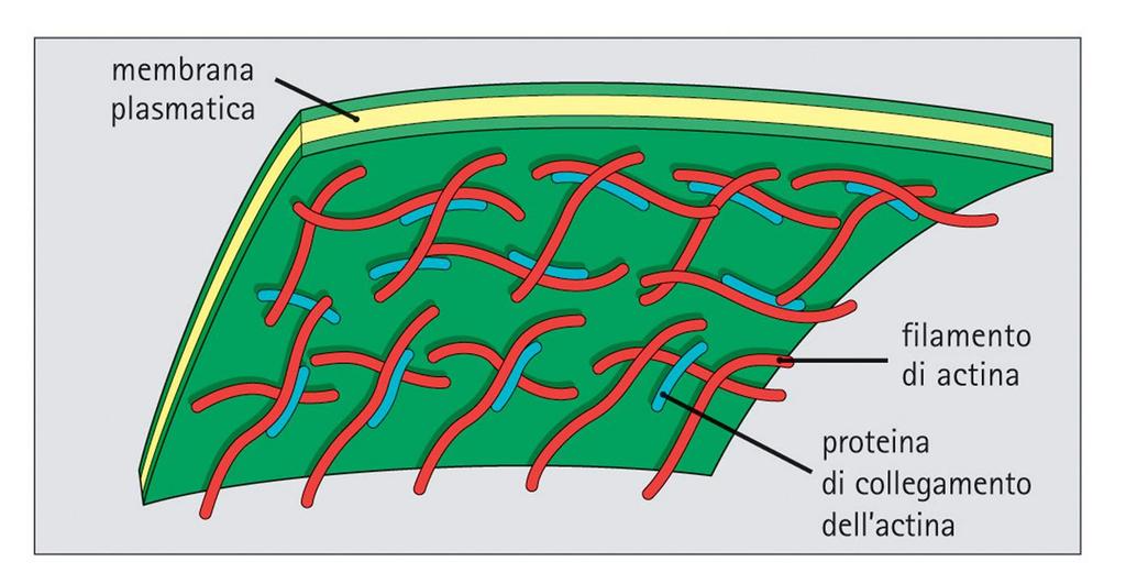 I microfilamenti si associano alla membrana