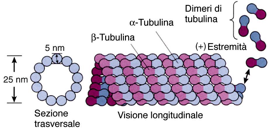 Microtubuli Sub-unità globulari Tubulina Sono i filamenti più grossi Diametro 25 nm Lunghezza diversi µm