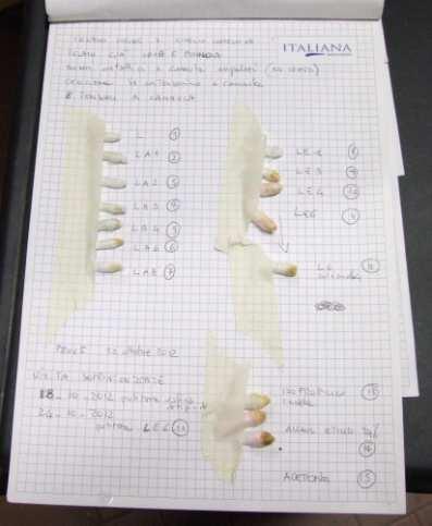 Seconda pulitura con LE6 in gel tamponicini campionatura