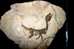 e dove è stato rinvenuto l importante fossile di scipionix samniticus Ciro.