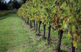 Grazie alla sua forma liquida ViniLiquid ha un effetto immediato su lievito; aumenta in modo ragguardevole la velocità di fermentazione una volta aggiunto tra un terzo e metà del processo di