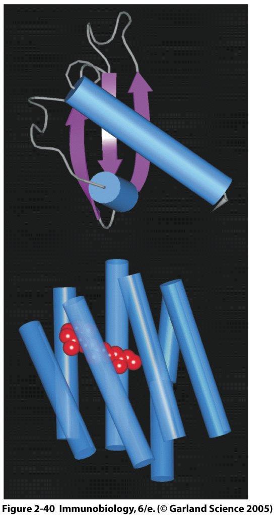 chemochine Eparansolfati su EC Glicosamino glicani del glicocalice di