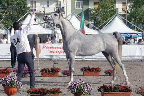 Salerno I Show Regionale PSA BARBARELLA