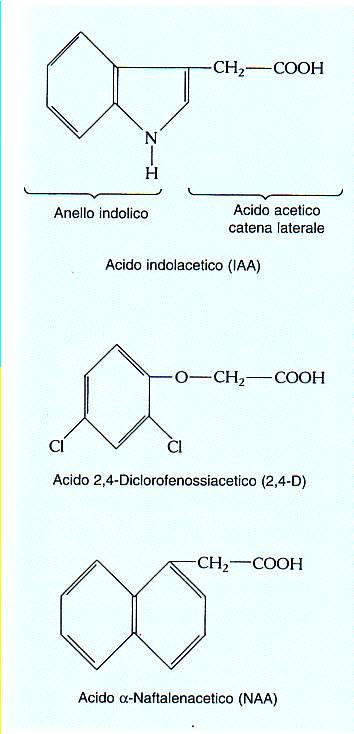 auxine Acido indolacetico (IAA) IAA Acido naftalenacetico (NAA)