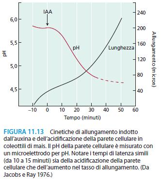 può espandersi Si rompono i legami crociati tra