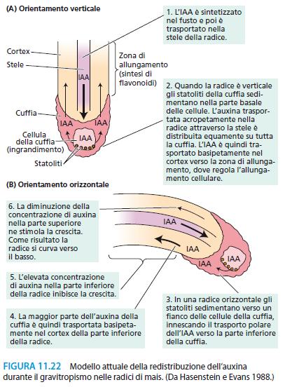 Curvatura