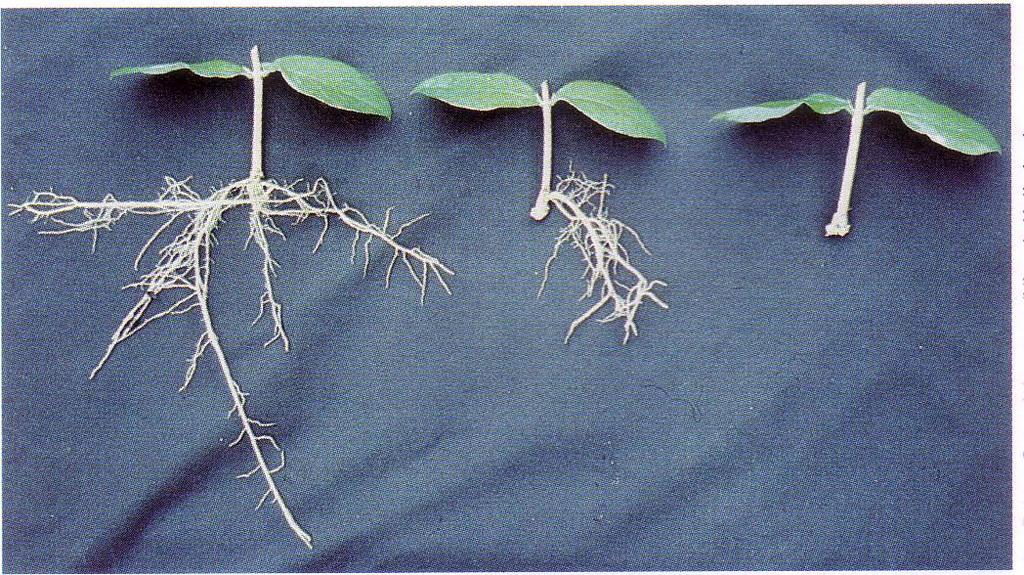 Radicazione talee Formazione di radici avventizie Stimolano la