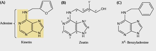 citochinine Agiscono principalmente sulla divisione