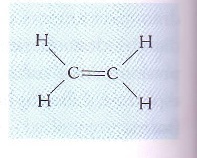 etilene È un gas diffonde tra le cellule Sintesi nei tessuti senescenti La sintesi dell etilene aumenta rapidamente in