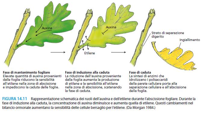 Stimolazione