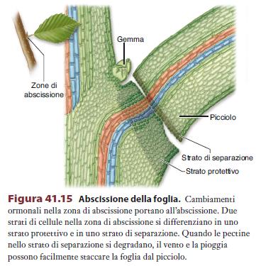 abscissione e