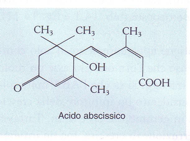 Acido abscissico ABA È un antagonista dell azione degli altri ormoni Sintetizzato nelle foglie, nei frutti,nelle radici,