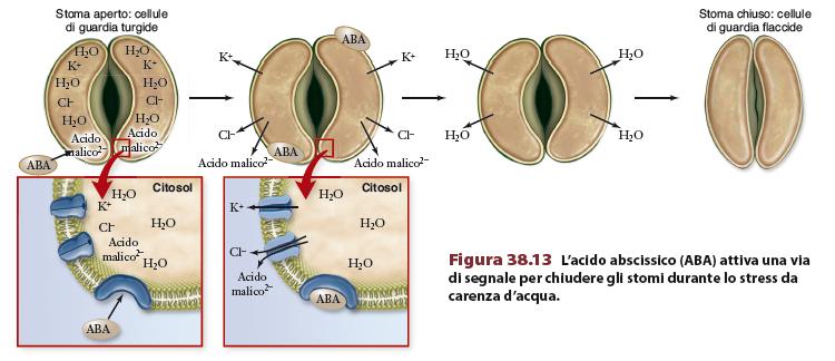 Gli stress inducono la sintesi di ABA Chiusura stomi aumenta il ᴪ idrico nelle cellule di guardia L ABA inibisce l ATPasi di membrana L ABA si lega a un recettore di membrana attivando una