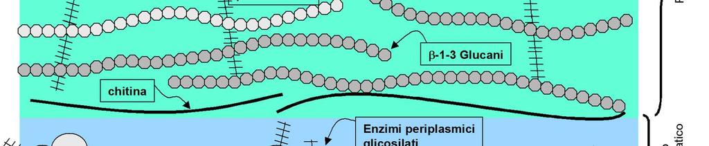 La chitina è presente in percentuali maggiori nei lieviti filamentosi (Candida albicans) mentre in altre specie è del tutto assente.