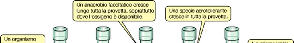 Desulfurococcus 60 85 93 Methanothermus 60 83 88 Pyrodictium 82