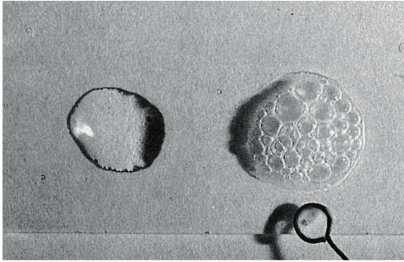 L O 2 è indispensabile agli aerobi quale ultimo accettore di elettroni nella respirazione tuttavia negli ambienti aerobi sono presenti le SPECIE TOSSICHE DELL O 2 Anione superossido Perossido d