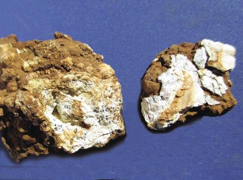 G. CANCIAN GORTANIA. Geologia, Paleontologia, Paletnologia 37 (2015) non è stato segnalato nelle grotte alpine e prealpine del Friuli.