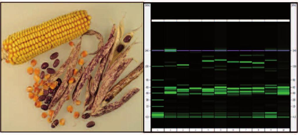 FILAGRO 131 mina B9, colesterolo), microbiologiche e sensoriali di latte e formaggio.