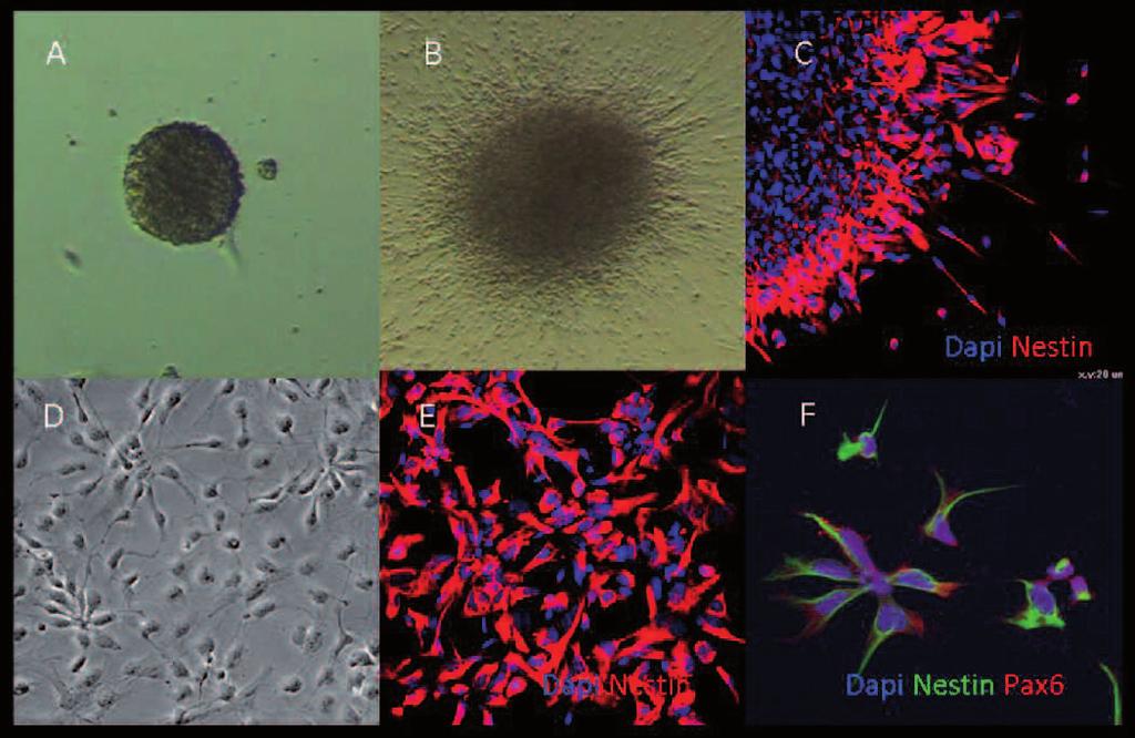 MbMM 187 tocondri, principali produttori di ROS, che nel controllo del ciclo cellulare. Verrà valutato l effetto di ROS intracellulare sulla stabilità del genoma e sulle modificazioni epigenetiche.