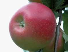 10 - Rosy Glow (Pink Lady ) ha sostituito totalmente nei nuovi impianti il vecchio clone Cripps Pink. 5Fig. 11 - Fra le nuove mele in Europa la belga Nicoter Kanzi è certamente la più diffusa.