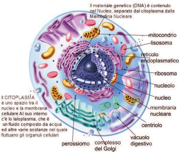 LA CELLULA Anche se gli organismi viventi sono molto differenti fra loro, hanno però un modello di vita unitario: la cellula. Le unità di base della struttura sono gli ATOMI e le MOLECOLE.