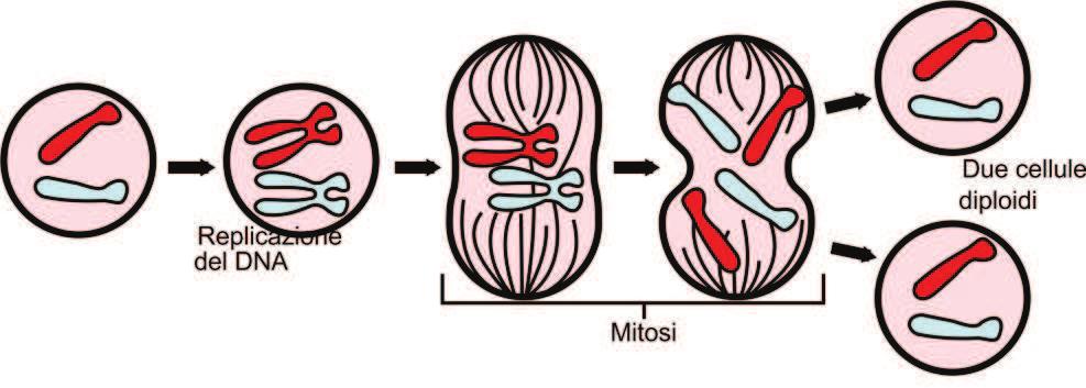 di cromosomi), ad es.