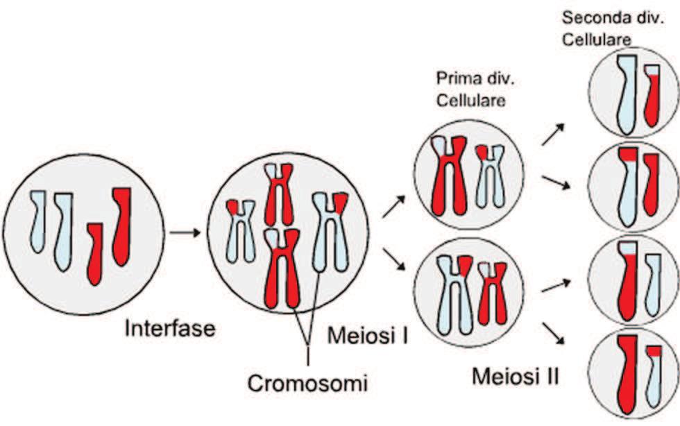 di differenziazione salendo, mano a mano verso la sua superficie, dalla quale alla fine verrà allontanata sottoforma di scaglietta di