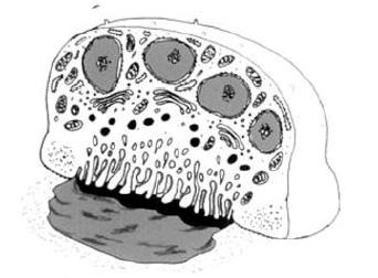 Osso: struttura Le cellule contenute nelle lamelle ossee sono di tre tipi: OSTEOBLASTI OSTEOCITI OSTEOCLASTI OSTEOCLASTI:
