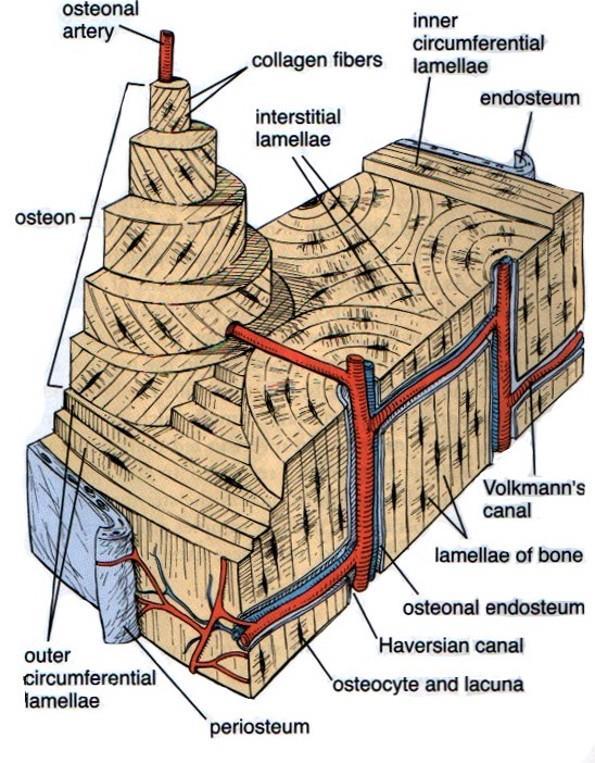 osso lamellare