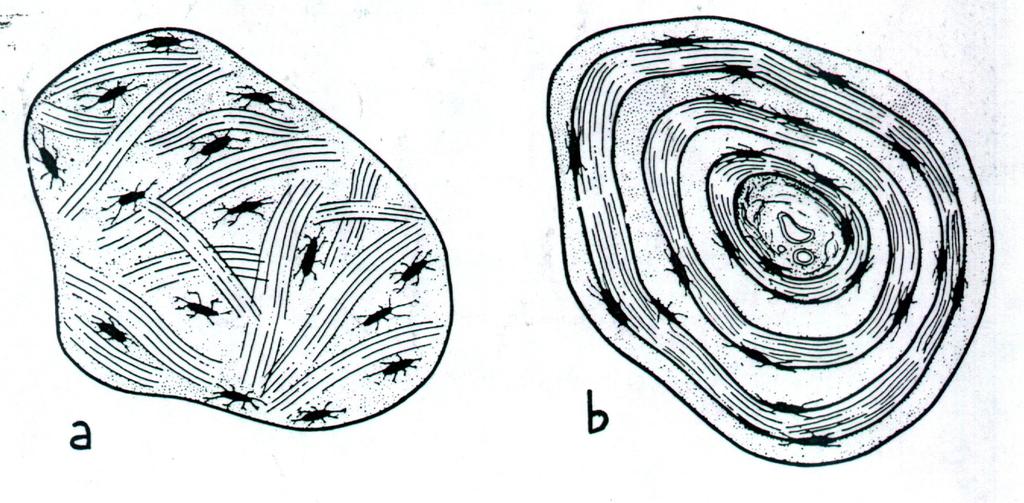 Struttura del tessuto osseo Tessuto osseo non lamellare (a