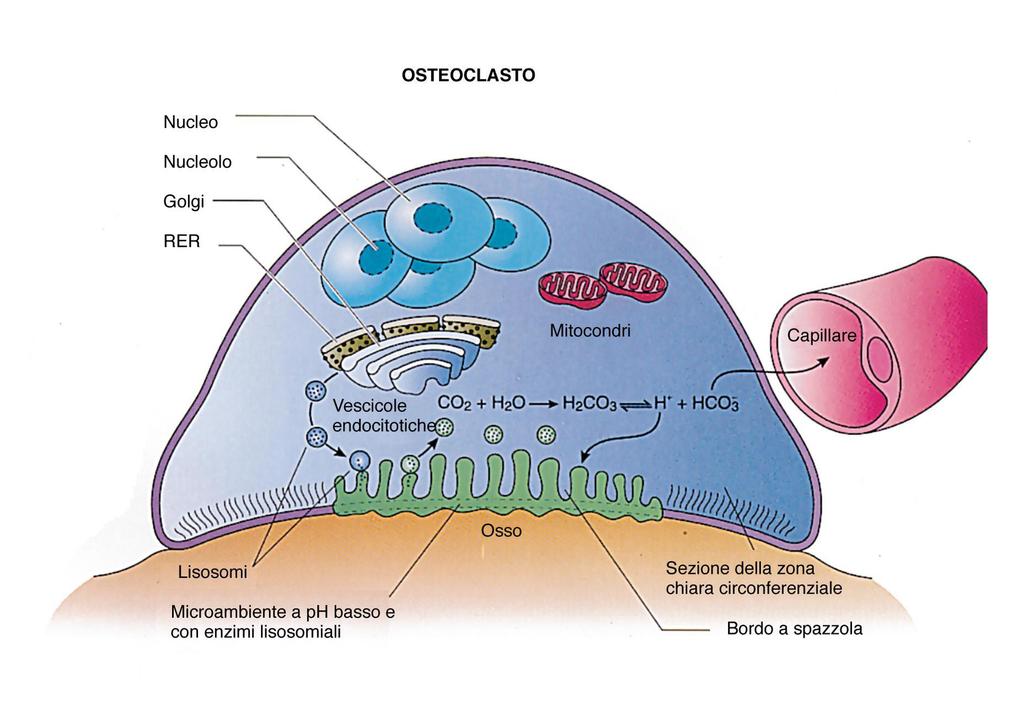 Osteoclasta