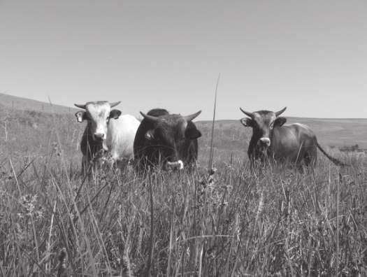 Proposta di riconoscimento del disciplinare di produzione «Bovino podolico al pascolo» Il Ministero delle politiche agricole alimentari e