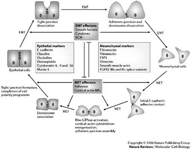 Ciclo della plasticità delle cellule epiteliali E-cadherin: caderina epiteliale ECM: matrice extracellulare FGFR2, fibroblastgrowth-factor receptor- 2 FSP1, fibroblastspecific protein-1 MFs,