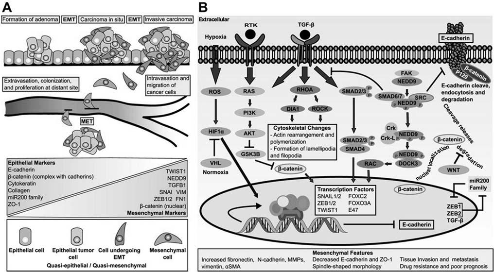 I differenti stadi durante la EMT ( epithelial-to-mesenchymal transition ) e il processo opposto MET ( mesenchymal-to-epithelial transition ) sono regolati da effettori della EMT e della MET, che si