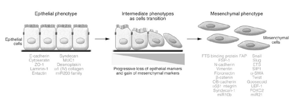 Processi molecolari necessari per iniziare una EMT e permetterle di giungere a compimento Attivazione di fattori di trascrizione Espressione di proteine