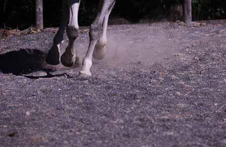 EQUITAZIONE Ai cavalli delle auto, i Pneumatici preferiscono i cavalli veri Nelle scuderie per cavalli la tipologia di pavimentazione rappresenta un fattore cruciale per la salute, il comfort e il