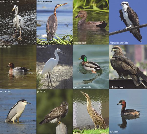 ruolo di habitat idoneo all accoglienza dell avifauna, riportando anche i nomi specifici delle specie interessate: In primavera, per il favore concomitante della chiusura della caccia e della