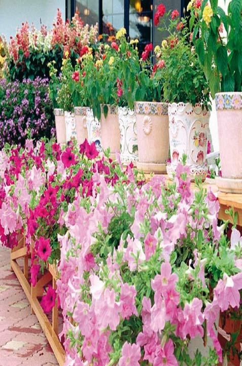 FLORICOLTURA TERRIN FOSSO (VE) - Via