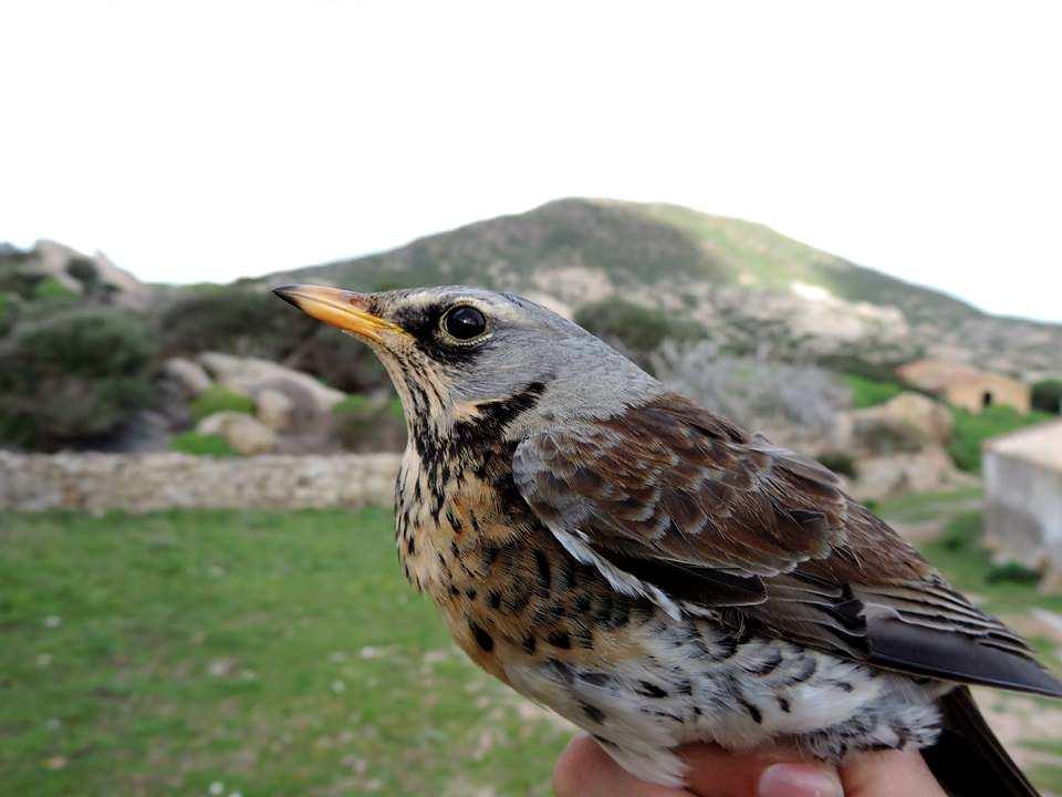 STUDIO SULL AVIFAUNA MIGRATORIA IN