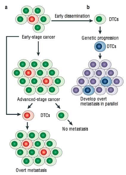 Processo di metastatizzazione Da qui nuova ipotesi di modello di metastatizzazione; le CTC lasciano il tumore primario