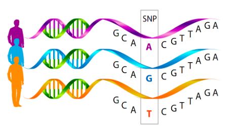 GENETICA E SNP Dal punto di vista genetico gli esseri umani sono simili tra loro ma nel DNA si possano trovare delle piccole