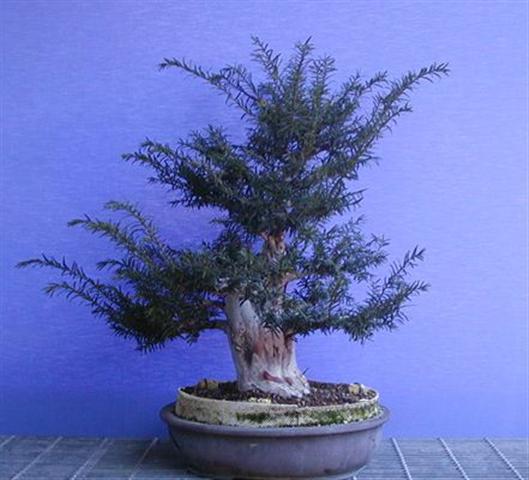 Pianta acquistata nell aprile 2003 come pre bonsai, era un pre-bonsai con un ottimo potenziale.